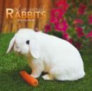 Image for LOP EARED RABBITS W