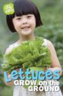 Image for Lettuces grows on the ground