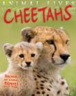 Image for Animal Lives: Cheetahs