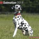Image for Dalmatian 2014