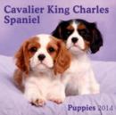 Image for CAVALIER KING CHARLES SPANIEL PUPPIES M
