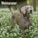 Image for Weimaraner 2015