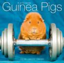Image for Guinea Pigs 2015