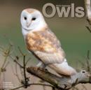 Image for Owls 2015