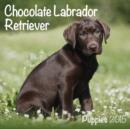 Image for Chocolate Labrador (Mini) 2015