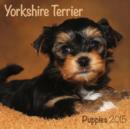Image for Yorkshire Terrier (Mini) 2015