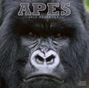 Image for Apes Calendar 2016