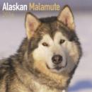 Image for Alaskan Malamute Calendar 2016