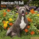 Image for American Pit Bull Terrier Calendar 2016