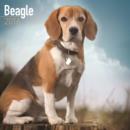 Image for Beagle Calendar 2016