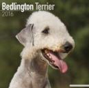 Image for Bedlington Terrier Calendar 2016
