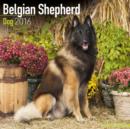 Image for Belgian Shepherd Dog Calendar 2016