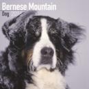 Image for Bernese Mountain Dog Calendar 2016