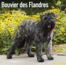 Image for Bouvier des Flandres Calendar 2016