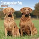 Image for Chesapeake Bay Retriever Calendar 2016