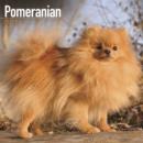 Image for Pomeranian Calendar 2016