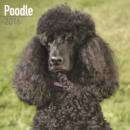 Image for Poodle Calendar 2016