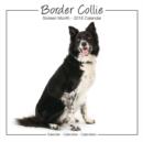 Image for Border Collie Studio Calendar 2016