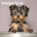 Image for YORKSHIRE TERRIER PUPPIES M