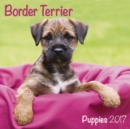 Image for BORDER TERRIER PUPPIES M 2017