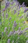 Image for Lavender Blue Classic Notecards