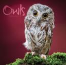 Image for Owls Wall