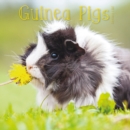 Image for GUINEA PIGS M