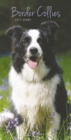 Image for BORDER COLLIES SLIM D