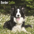 Image for Border Collie Calendar 2019