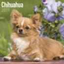 Image for Chihuahua Calendar 2019