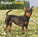 Image for Miniature Pinscher Calendar 2019