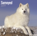 Image for Samoyed Calendar 2019