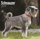 Image for Schnauzer Calendar 2019