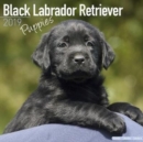 Image for Black Labrador Retriever Puppies Calendar 2019