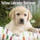 Image for Yellow Labrador Retriever Puppies Calendar 2019