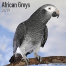Image for African Greys Calendar 2019