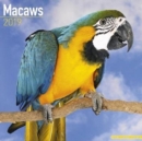 Image for Macaws Calendar 2019