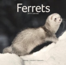 Image for Ferrets Calendar 2019