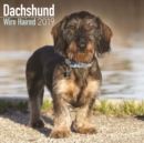 Image for Dachshund Wire Haired Calendar 2019