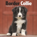 Image for Border Collie Puppies M 2019