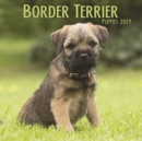 Image for Border Terrier Puppies M 2019