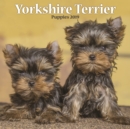Image for Yorkshire Terrier Puppies M 2019