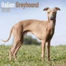 Image for Italian Greyhound Calendar 2020