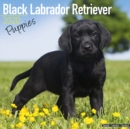 Image for Black Labrador Retriever Puppies Calendar 2020