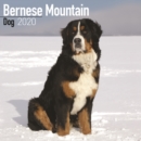 Image for Bernese Mountain Dog Square Wall Calendar 2020