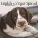 Image for English Springer Spaniel Puppies Mini Square Wall Calendar 2020