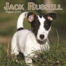 Image for Jack Russell Puppies Mini Square Wall Calendar 2020