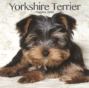 Image for Yorkshire Terrier Puppies Mini Square Wall Calendar 2020