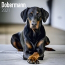 Image for Dobermann 2021 Wall Calendar