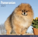Image for Pomeranian 2021 Wall Calendar